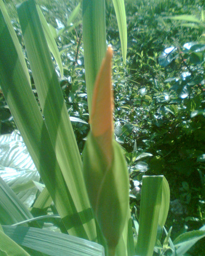 Picture 156 - Irisi