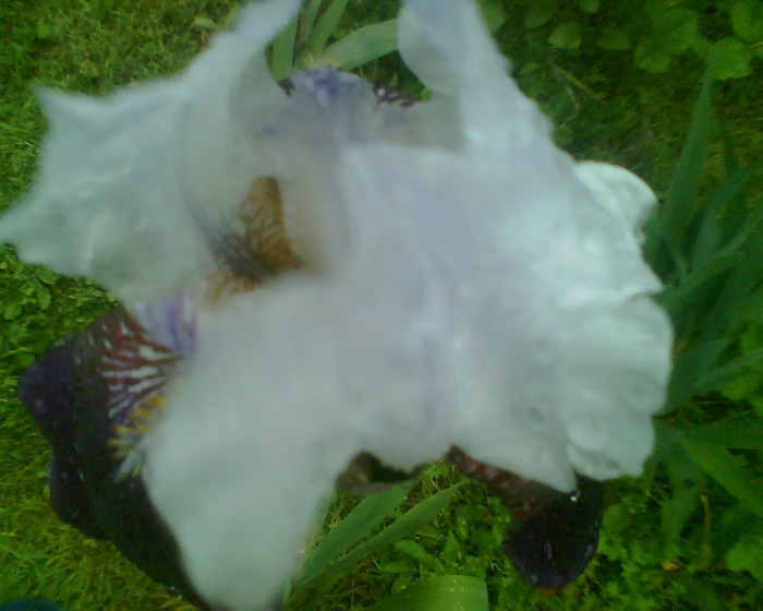 Picture 146 - Irisi