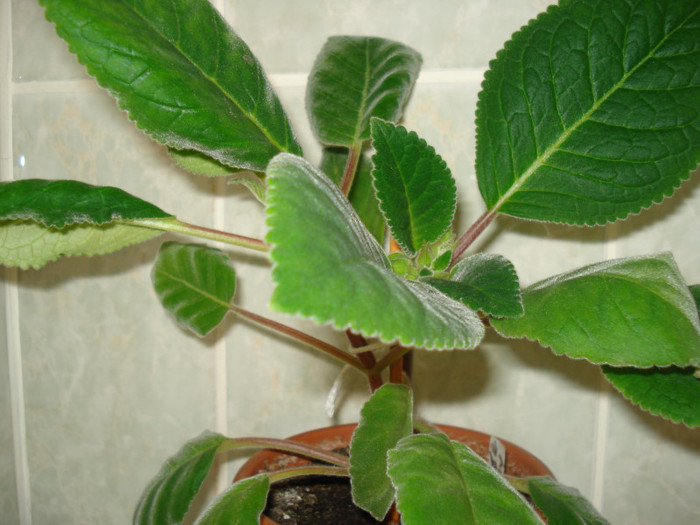 gloxinia slipper mov-23.05.2011