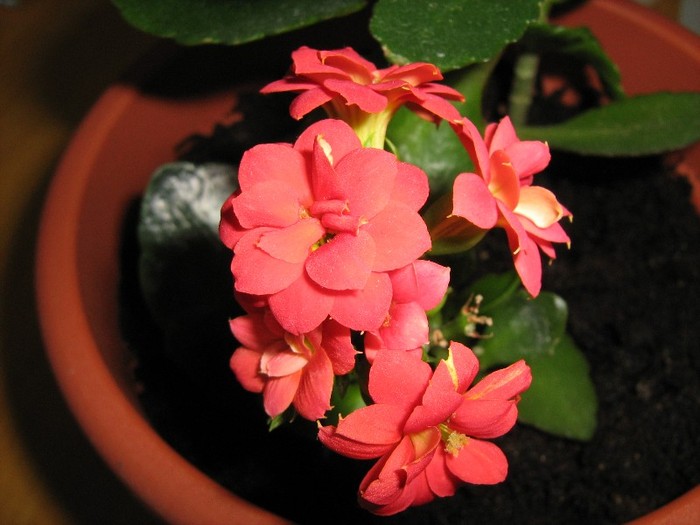 Kalanchoe rosu - Plante de apartament