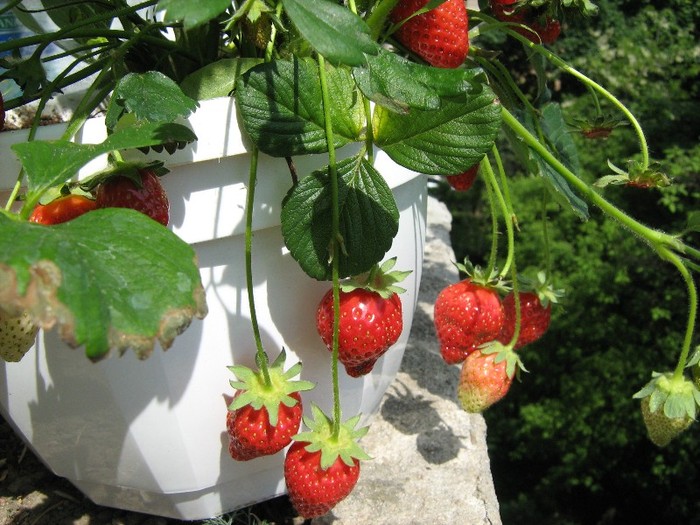 Capsuni deliciosi - Plante de apartament