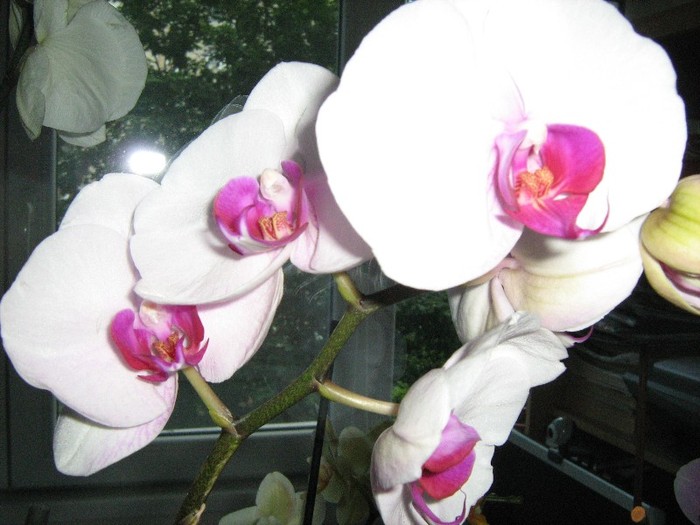 ultima achizitie - Orhidee Phalaenopsis