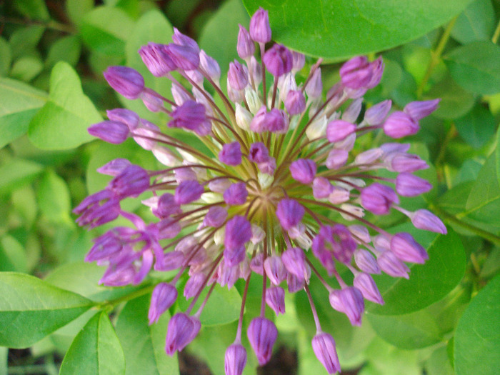 Allium Purple Sensation (2011, May 17) - Allium aflatunense Purple