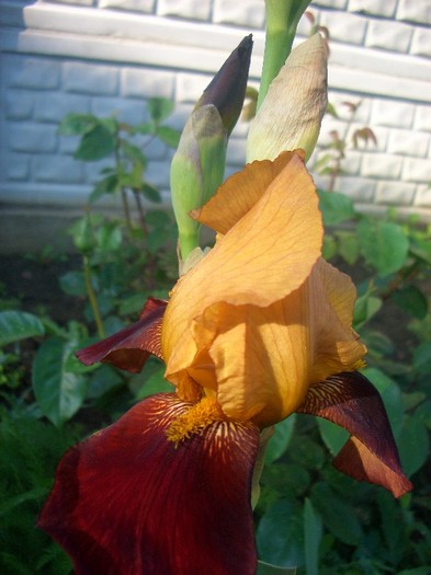 CIMG3557 - gradina 2011
