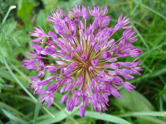 Allium Purple Sensation (2011, May 17) - Allium aflatunense Purple