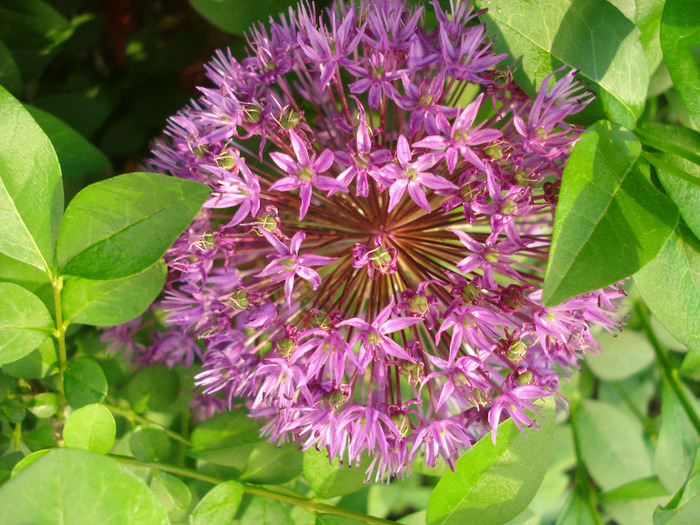 Allium Purple Sensation (2011, May 17) - Allium aflatunense Purple