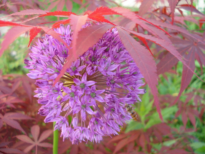 Allium Purple Sensation (2011, May 17) - Allium aflatunense Purple