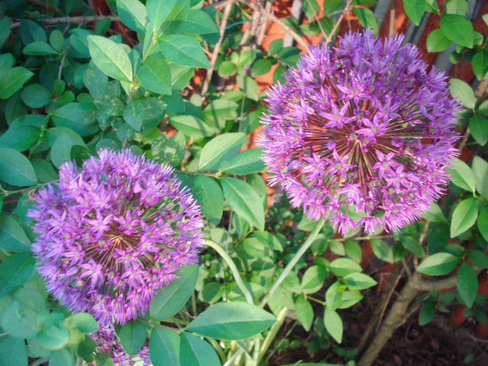 Allium Purple Sensation (2011, May 17) - Allium aflatunense Purple