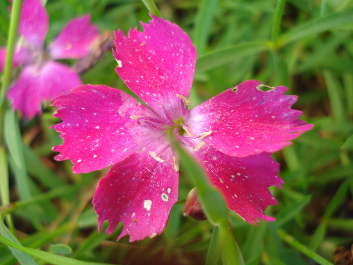 Dianthus Kahori (2011, May 17)