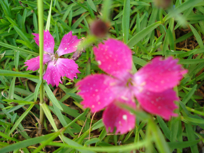 Dianthus Kahori (2011, May 17) - Dianthus Kahori