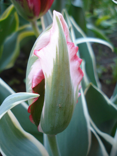 Tulipa Esperanto (2011, May 13)