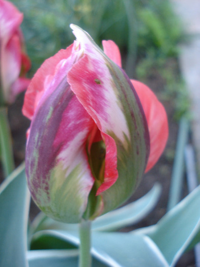 Tulipa Esperanto (2011, May 13)