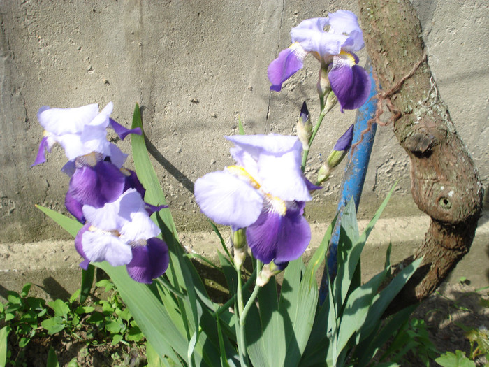 DSC01557 - Iris 2011