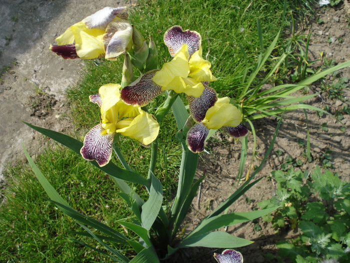 DSC01518 - Iris 2011