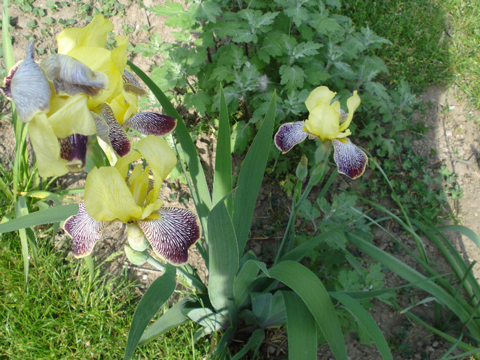 DSC01521 - Iris 2011