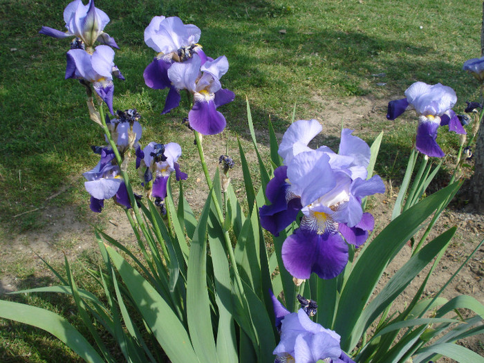 DSC01522 - Iris 2011