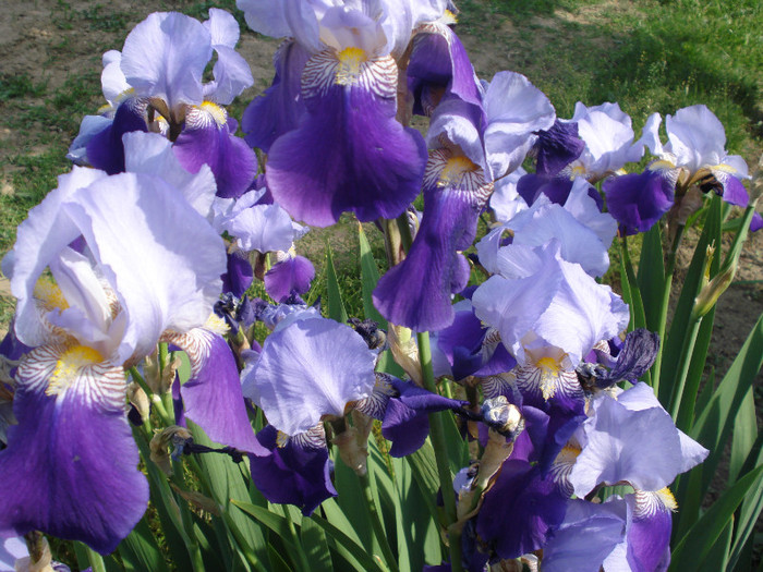 DSC01524 - Iris 2011