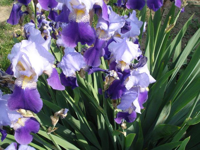 DSC01525 - Iris 2011