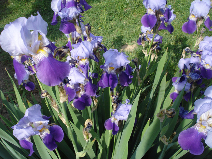 DSC01526 - Iris 2011