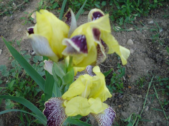 DSC01527 - Iris 2011