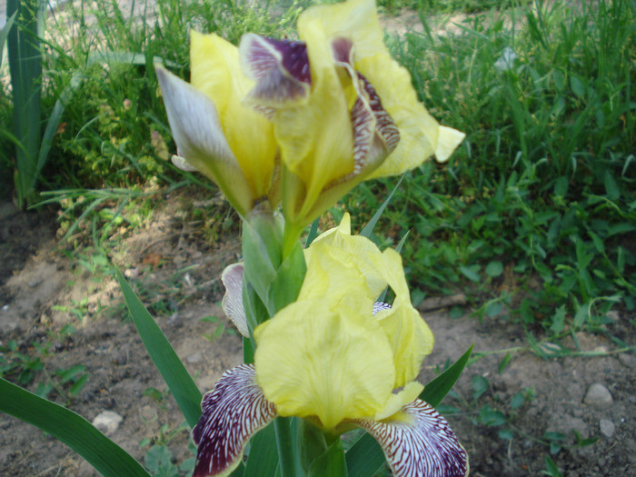 DSC01528 - Iris 2011