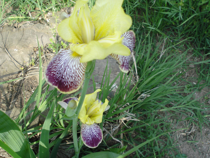 DSC01529 - Iris 2011