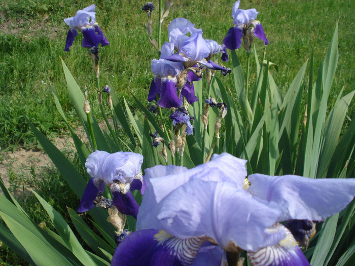 DSC01530 - Iris 2011