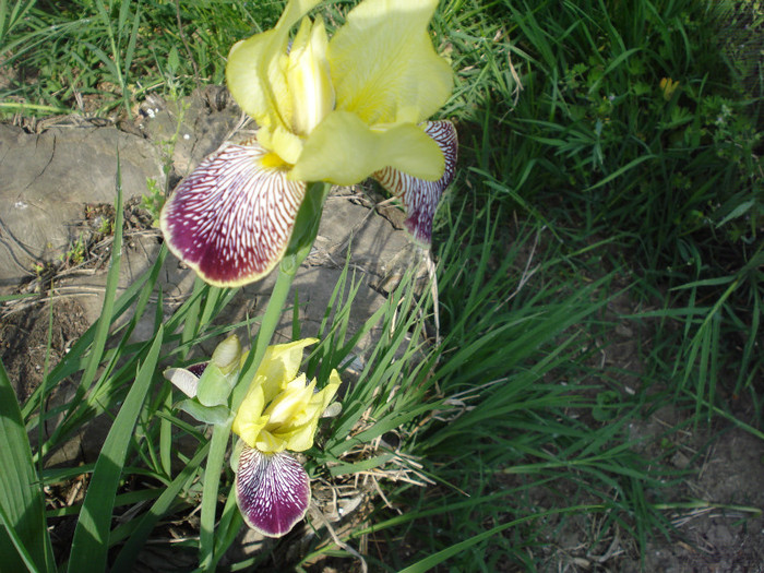 DSC01531 - Iris 2011