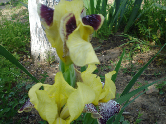 DSC01532 - Iris 2011