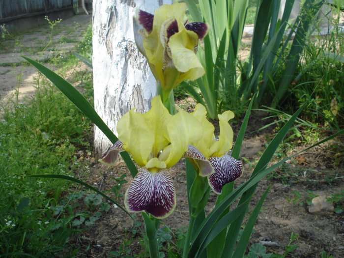 DSC01533 - Iris 2011