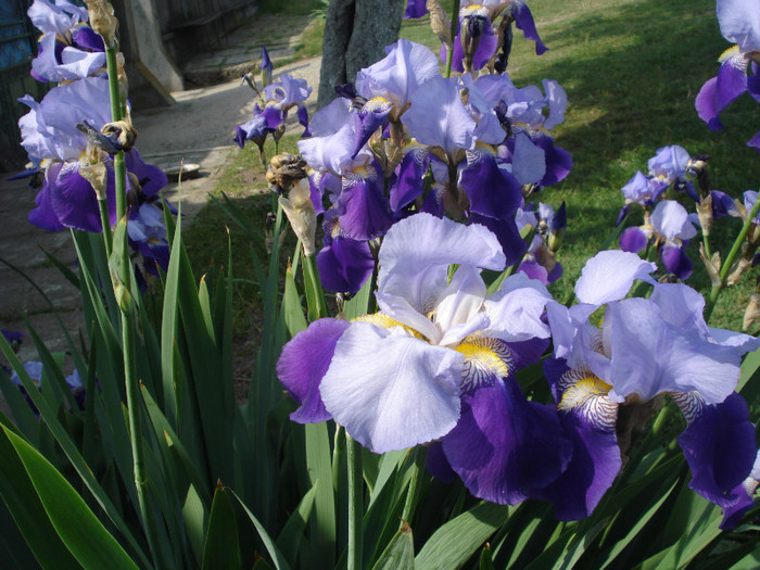 DSC01534 - Iris 2011