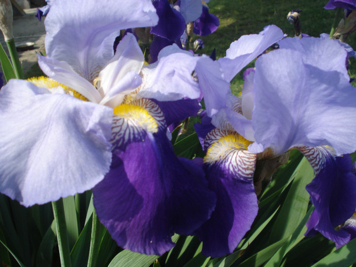 DSC01535 - Iris 2011