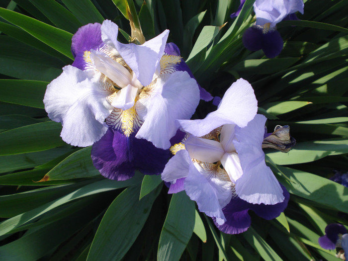 DSC01536 - Iris 2011