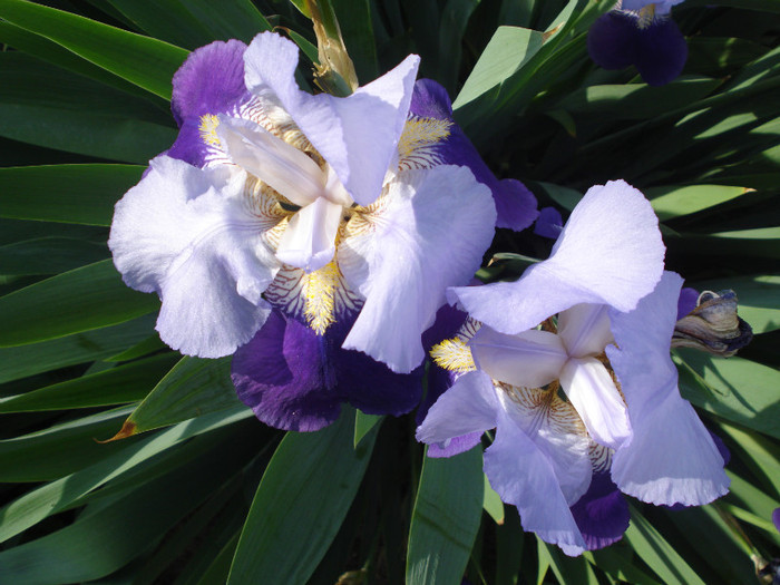 DSC01538 - Iris 2011