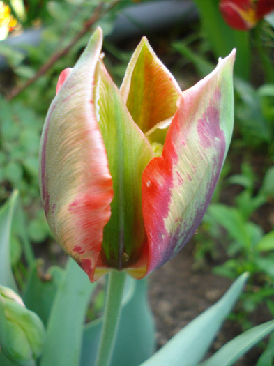 Tulipa Hollywood (2011, May 15)