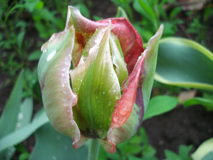 Tulipa Hollywood (2011, May 19)