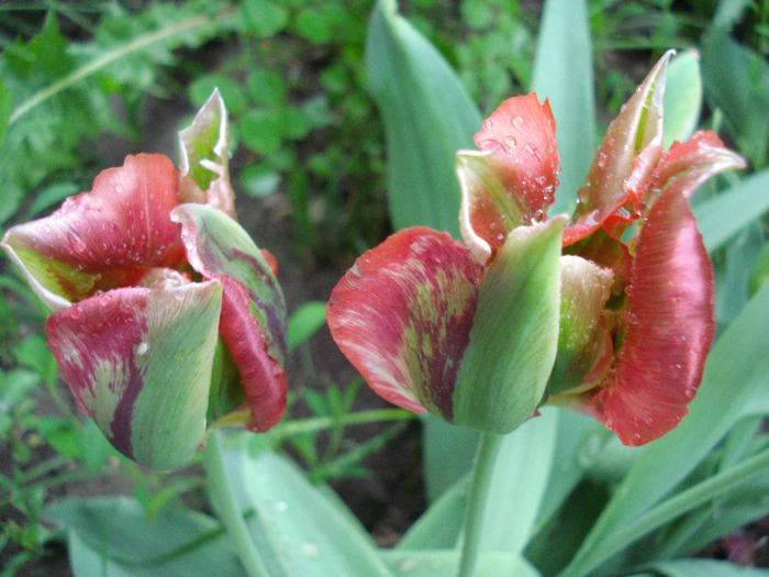 Tulipa Hollywood (2011, May 19)