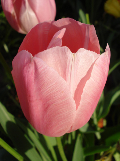 Tulipa Menton (2011, May 15) - Tulipa Menton