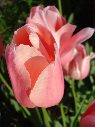 Tulipa Menton (2011, May 15) - Tulipa Menton