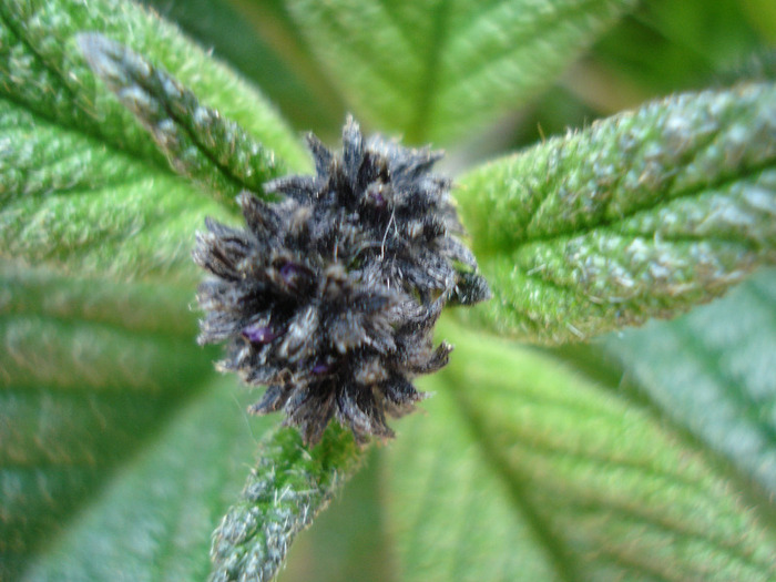 Cherry Pie Flower (2011, May 17) - HELIOTROPE Heliotropium