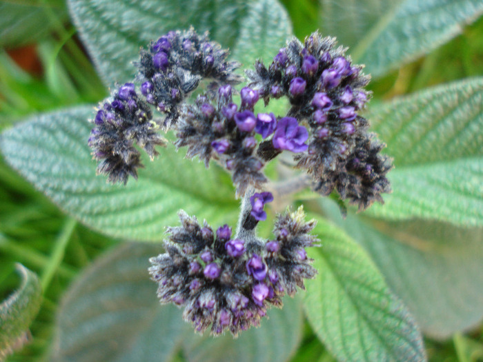 Cherry Pie Flower (2011, May 17) - HELIOTROPE Heliotropium