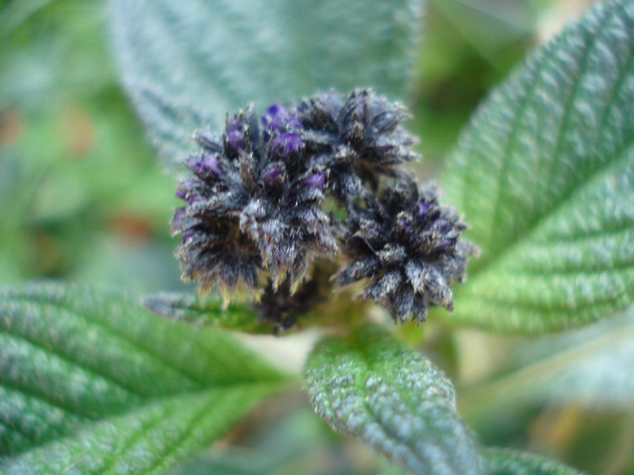 Cherry Pie Flower (2011, May 17) - HELIOTROPE Heliotropium