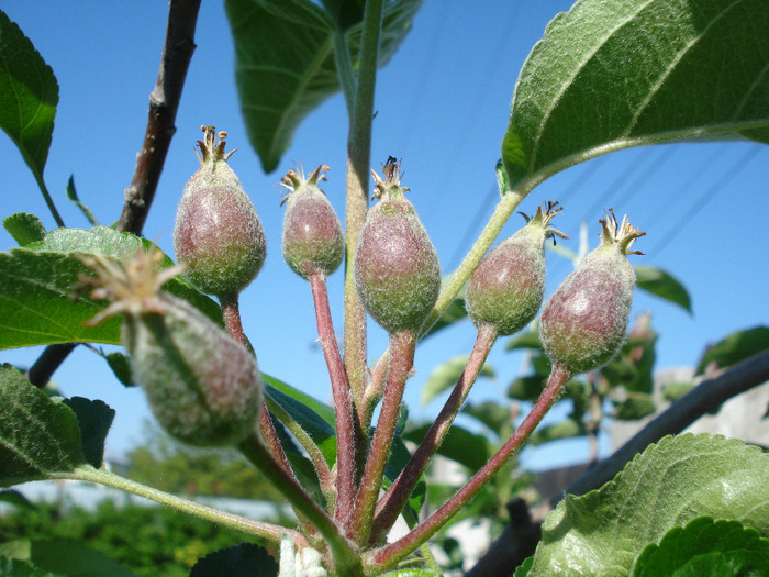 Apples_Mere Summer Red (2011, May 13) - Apple Tree_Mar Summer Red