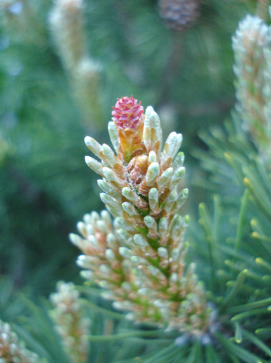 Mountain Pine Laurin (2011, May 13) - Pinus mugo Laurin