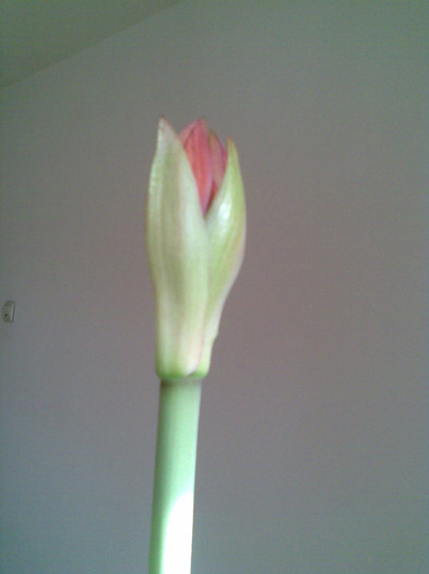 Amaryllis rosu 20.05.2011