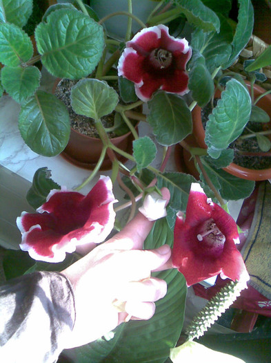 Gloxi 20.05.2011