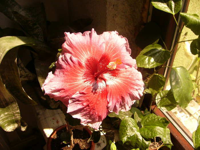 eva paoloni