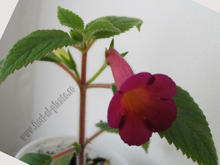 Achimenes Red Giant 4