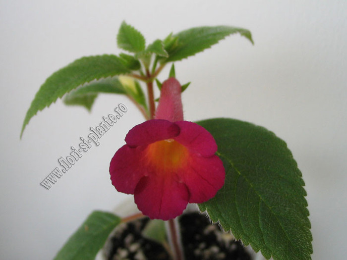 Achimenes Red Giant 5