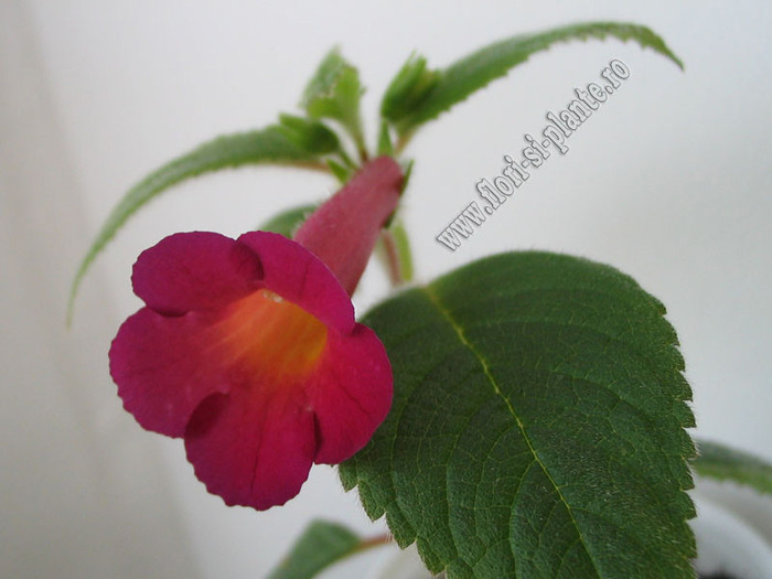 Achimenes Red Giant 6